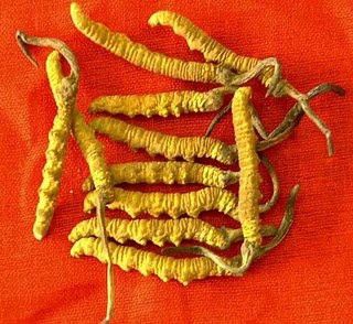 cordyceps_gomba.jpg cordyceps_gomba.jpg