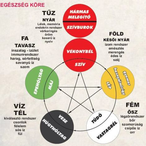 egeszseg_kore_-_szervparok.jpg