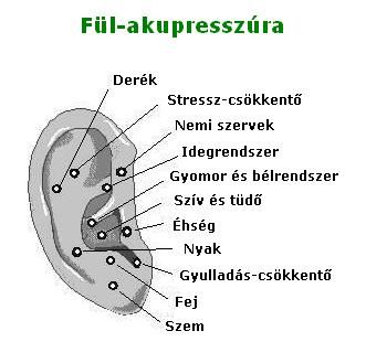 A fül akupresszúrás pontjai fül-akupresszúra: pontok, mellyek nyomásával-masszírozásával segíthetünk a szervezetünknek