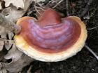 ganoderma_lucidum_-_pecsetviaszgomba-1.jpg ganoderma_lucidum_-_pecsetviaszgomba-1.jpg