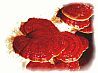 ganoderma_lucidum_-_pecsetviaszgomba.jpg