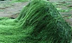 spirulina_alga-a tápanyag koncentrátum spirulina_alga-a tápanyag koncentrátum