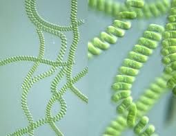 spirulina_alga_az_osi_gyogynoveny.jpg spirulina_alga_az_osi_gyogynoveny.jpg