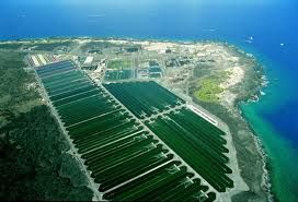 spirulina_alga_mesterseges_eloallitasa.jpg spirulina_alga_mesterseges_eloallitasa.jpg